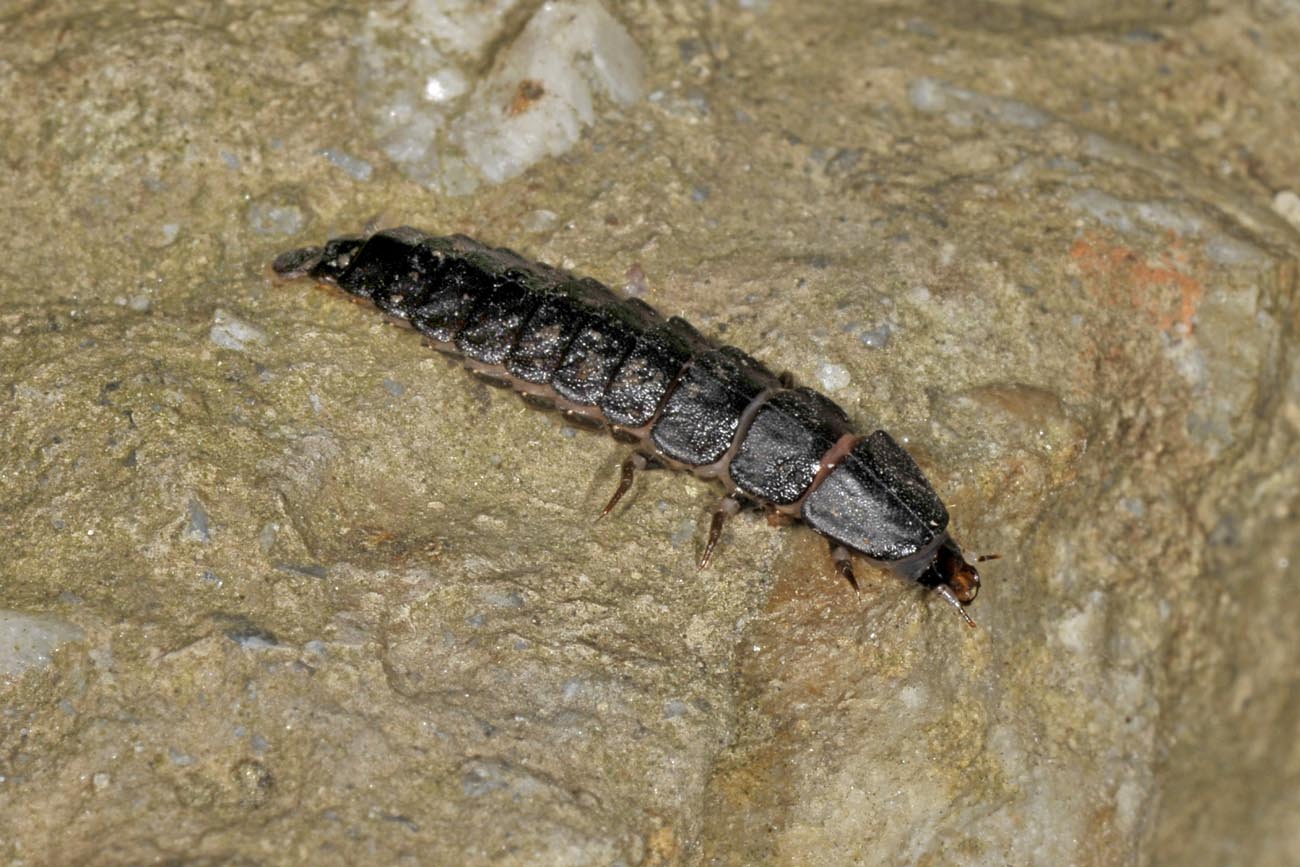 Lampyridae: larva di Luciola sp.